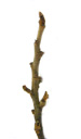 glosy buckthorn (frangula alnus), twig with alternate, pannose buds. 2009-01-26, Pentax W60. keywords: rhamnus frangula, pulverholz, bourdaine, frangule, frangula, fragola